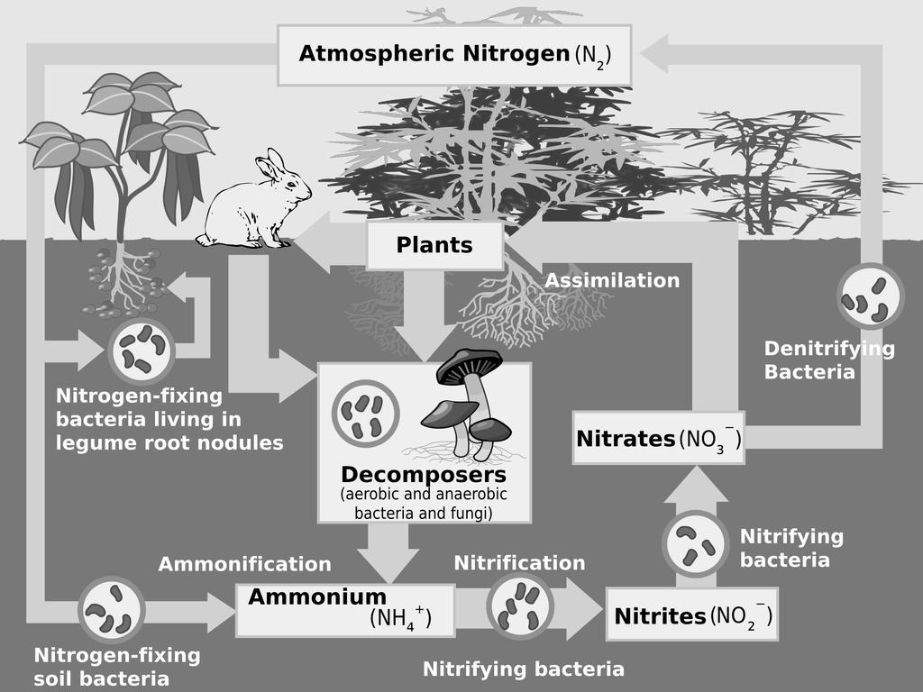 The diagram below shows the nitrogen cycle. Under normal conditions, there is a balance to the exchanges of nitrogen between the various reservoirs.