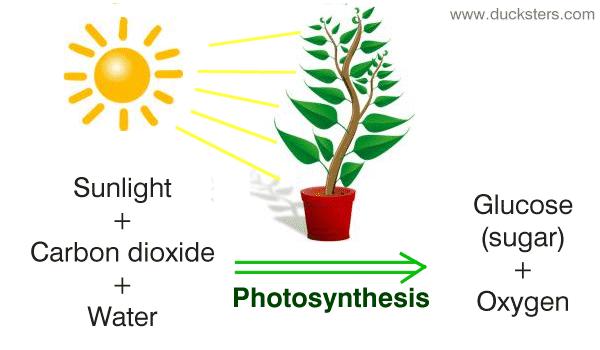 Photosynthesis PHOTOSYNTHESIS = when plants and other autotrophs use carbon dioxide in the