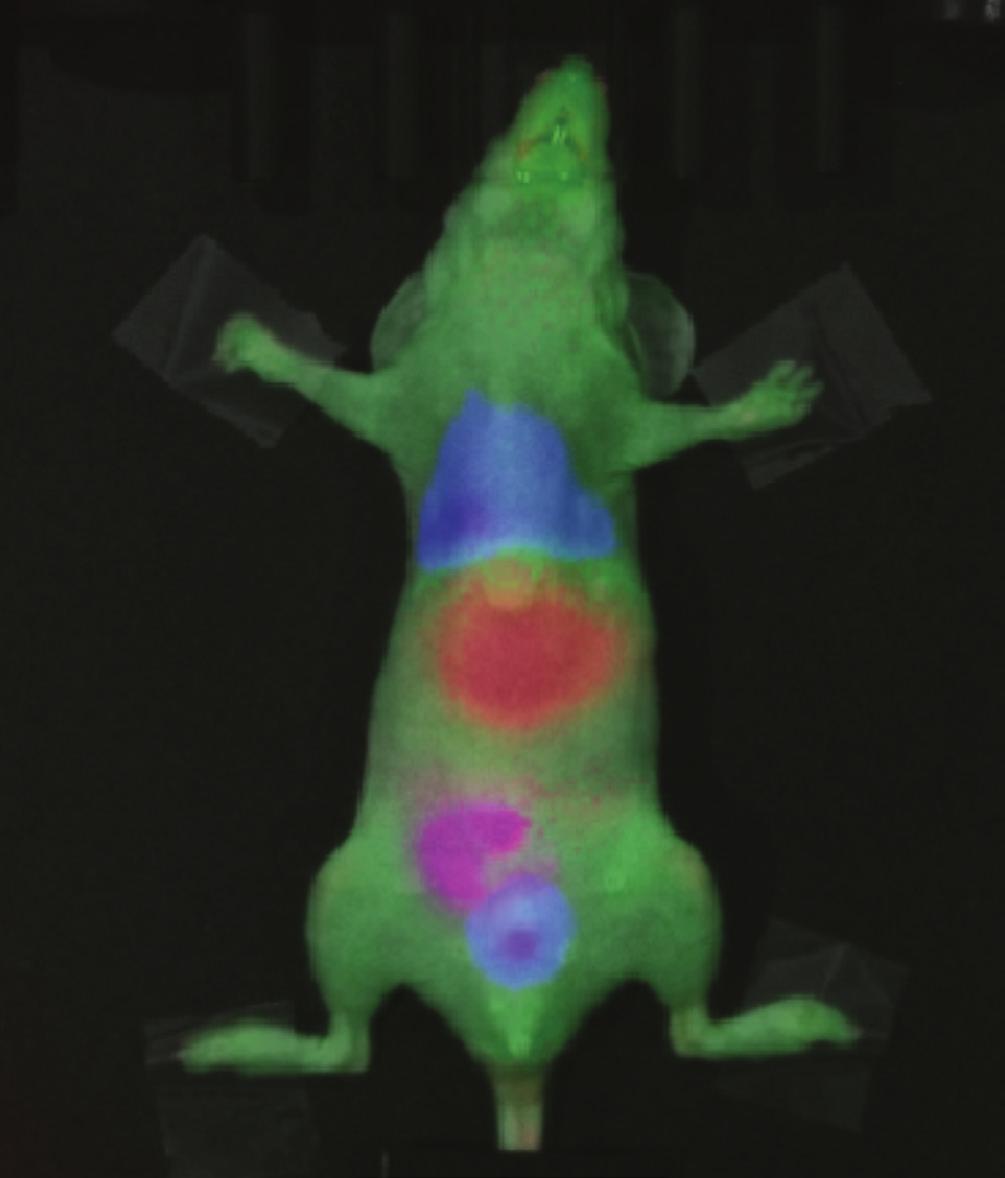 Multispectral Imaging with Advanced Spectral Unmixing Algorithms Living Image Software is designed to simplify advanced and complex biological models by intuitively guiding the user through