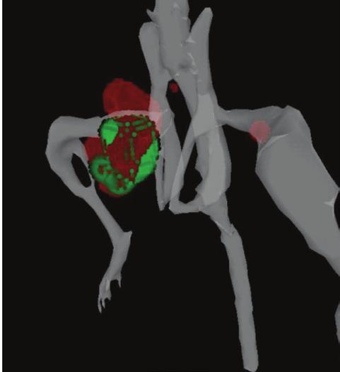 Export 3D images to DICOM compliant formats View sagittal, coronal and transaxial sections through a 3D image View optical sources from multiple perspectives