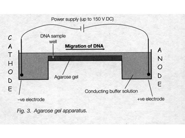 DNA is electrophoresed through the agarose gel from the cathode (negative) to the anode(positive) when a voltage is applied, due to the net negative charge carried on DNA.