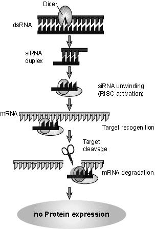 In medicine- genetically engineered insulin rdna technology was applied in therapeutic application by generating genetically engineered insulin for man.