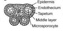 Androecium (Male reproductive organ), Gynoecium (Female reproductive organs) Calyx & corolla : accessory whorl. Androecium & gynoecium : Essential whorl.