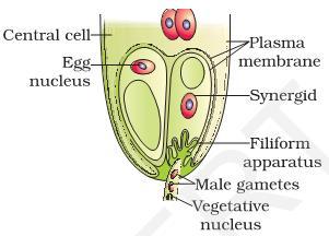Embryo Sac : Female gametophyte Nucellus : it covers embryo sac, seed up to maturation. Megasporogenesis The formation of megaspore from the megaspore mother cell MMC (2n) is called megasporogenesis.