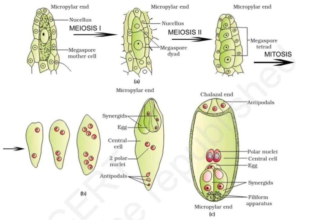 Synergid cell have special cellular thickening at the micropylar tip called filiform apparatus,which play an imp. role in guiding the pollen tube into the synergid.