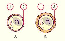 OVULATION : From Primordial Follicle to Tertiary Follicle Primordial follicle:the surviving primary oocytes, at birth, are surrounded by thin, single layers cells of socalled follicular epithelial