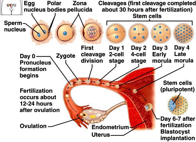 Liver, pancreas Gonads Bladder Mnemonics ( Remember technique) Tubules in male reproductive system SEVEN UP Seminiferous tubules Epididymis Vas deferens,
