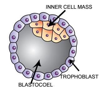 Trophoblast and Inner cell mass : Inner cell mass : Inner cell mass contains certain cells called stem cells which have the potency to give rise to all the tissues and organ.