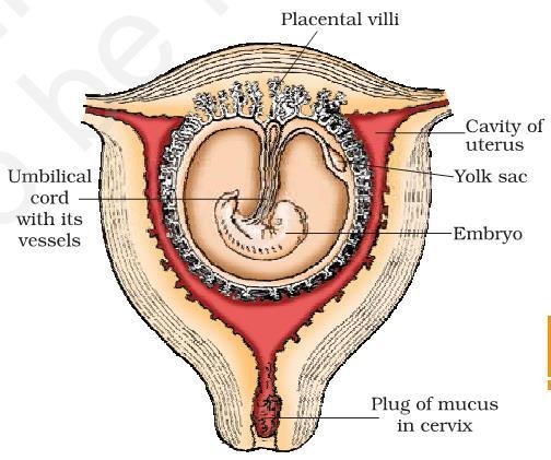 Pregnancy and embryonic development : Placenta : Chorionic villi & uterine tissue become interdigitated with each other and jointly form a structural & functional unit between developing embryo &