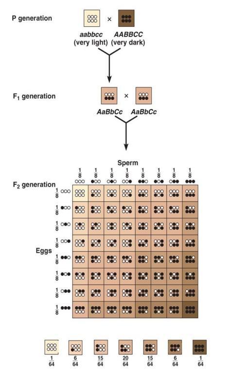 Genotype & phenotype ratio : 1:2:1 (Refer Fig. 5.6. page 76, NCERT). Co-dominance : Both parental genes expressed in F1 progeny so the offspring shows resemblance with both the parents.