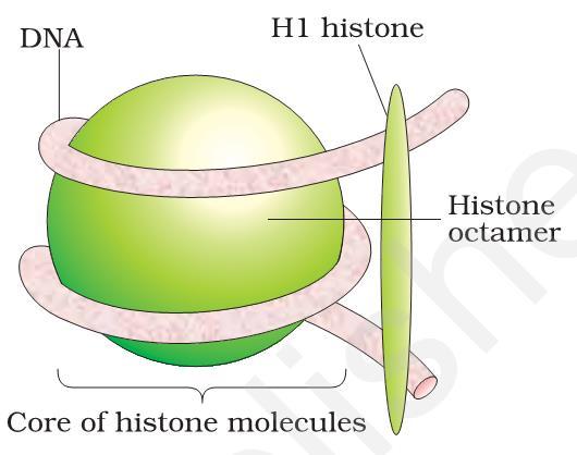 PACKAGING OF DNA HELIX DNA of eukaryotes is wrapped around positively charged histone proteins to form nucleosome. Nucleosome contains 200 base pairs of DNA helix.
