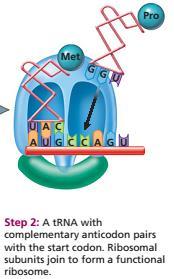 Initiation Small subunit (40s) of ribosome binds with mrna.