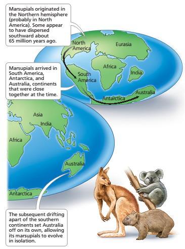 areas (habitat) is called adaptive radiation. Eg. Darwin finces found in Galapagos Island and Australian Marsupials.