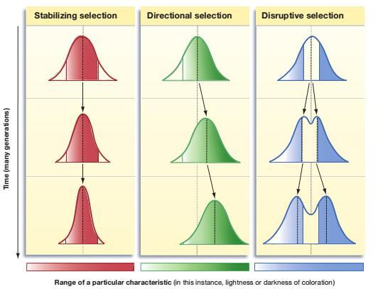 (3) Disruptive selection- When natural selection simultaneously favours individuals at both extremes of the distribution, disruptive selection is operating.