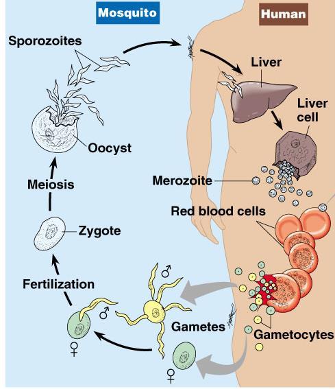 Sprozoites are injected into the body by female anopheles mosquito Sporozoite reach theliver through blood Parasite reproduces asexually in the liver and comes out in the blood by bursting theliver