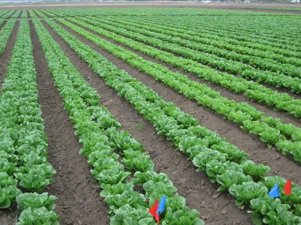 Ideally, the fertilizer additives would improve the yield of lettuce and reduce nitrate leaching beyond the root zone of lettuce (i.e. top two feet of soil).