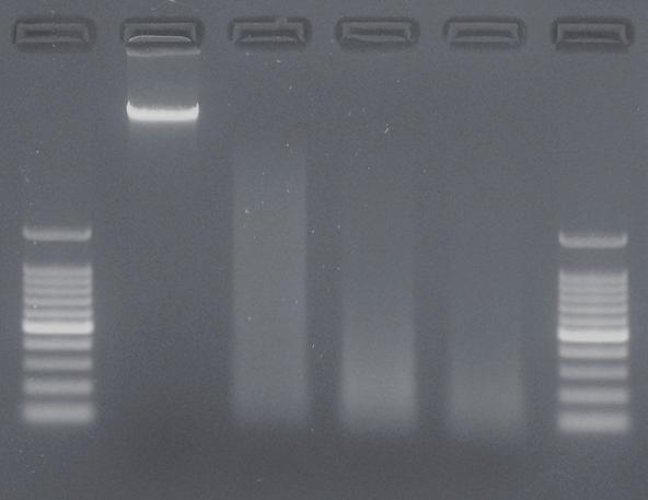 11-µl aliquots of each reaction mixture were analyzed by agarose gel electrophoresis to confirm fragmentation.