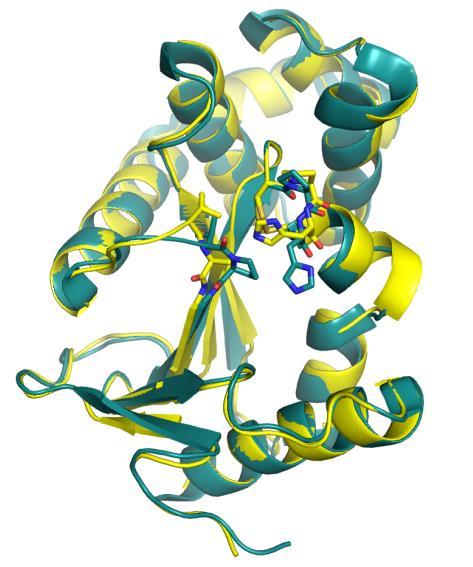 coli DsbA (B) occurring upon replacement of the conserved cis proline (Pro76 and Pro151, respectively) in their Trx fold by alanine.