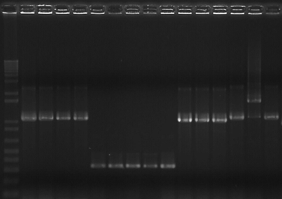 6. Colony PCR on white