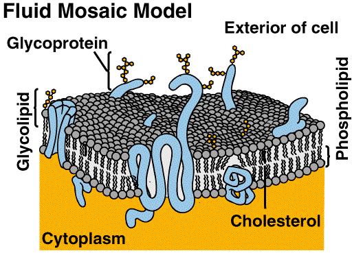 What does a receptor in a membrane look like? What does an enzyme look like?