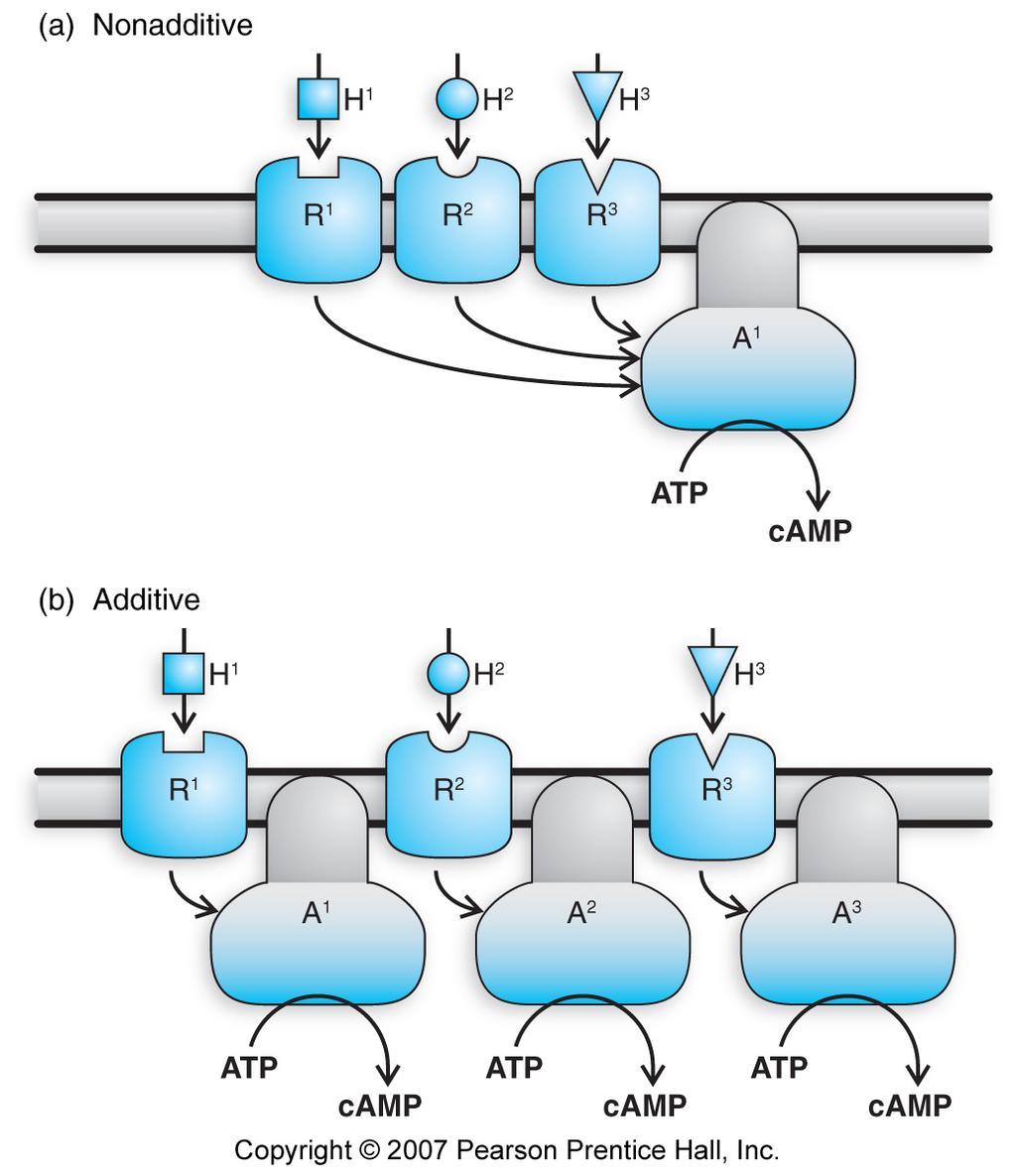 Membrane eceptors surface - receptors: kinases, phosphatases and GC activities, ligandgated ion channels, transport next lecture Transducer, comparator, amplifier, crosstalk Gs AC ---> camp ----> PKA