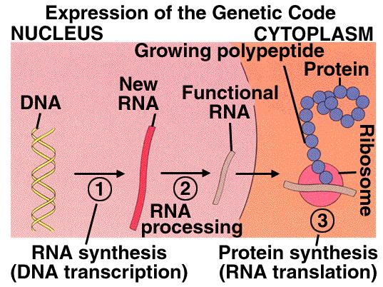 Nuclear eceptors gene, exons, introns cis - acting, trans - acting transcription, translation splicing