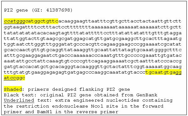 FIG. 1 Primer design to clone the PI2 gene from pe32 plasmid.