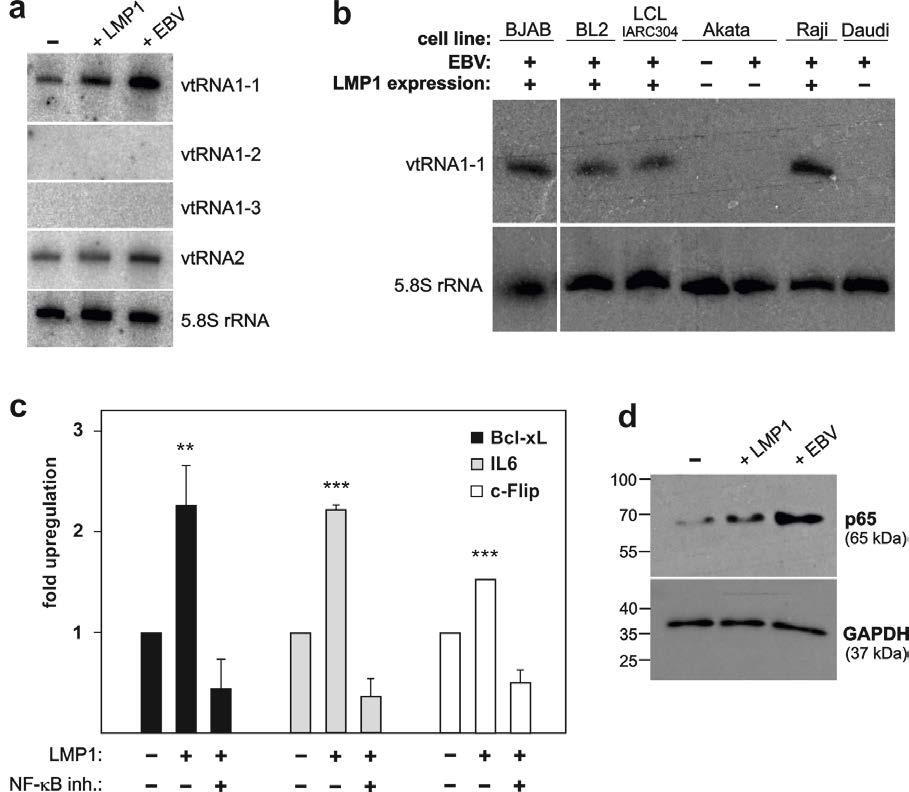 Supplementary Figure 3: LMP1 expression in BL2 cells and its effects on vtrna levels and NF-κB signaling (a) A northern blot analyses showing that LMP1 expression does neither affect vtrna1-2,