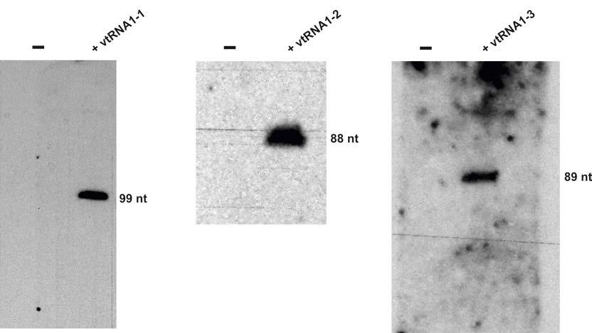Supplementary Figure 5: Uncropped northern blots assaying the expression levels of human vtrnas.