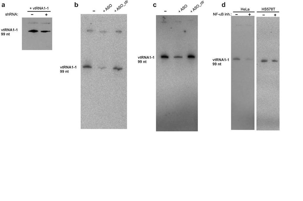 Supplementary Figure 6: Uncropped northern blots to assess the dose dependence of vtrna1-1 levels on the impact of apoptosis resistance.