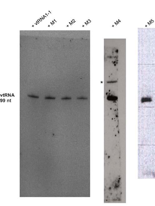 Supplementary Figure 8: Uncropped northern blots showing expression levels of mutant versions of vtrna.