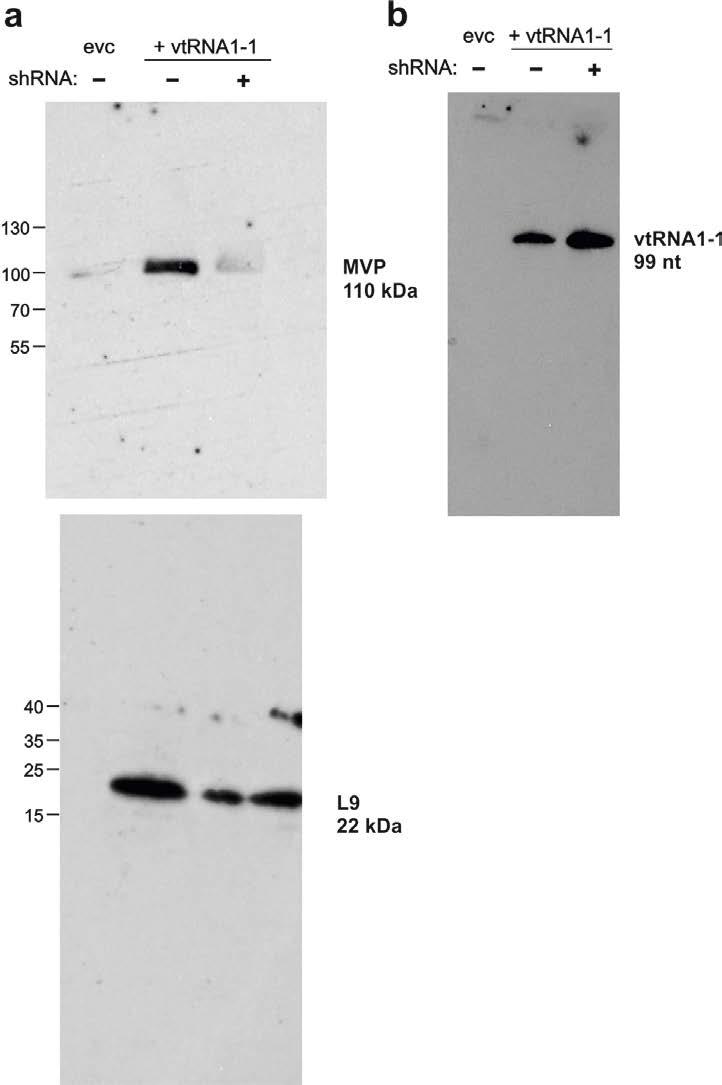 Supplementary Figure 9: Uncropped western and northern blots monitoring levels of MVP and vtrna1-1 upon MVP knock-down.