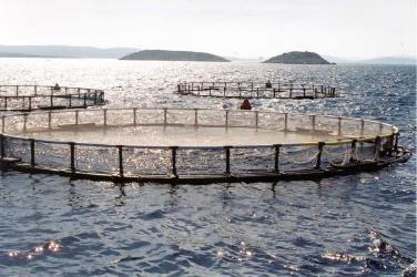 AQUACULTURE CHALLENGES RAW MATERIAL avalaibility: Fish meal Fish oil, long chain ω3 DHA, EPA CLIMATE: high T