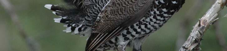 on wildlife Spruce grouse