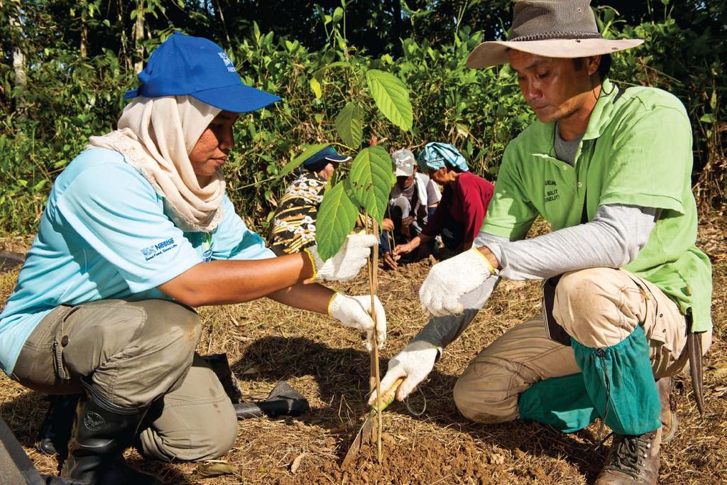 Project RiLeaf More than 180,000 trees planted so far 123,851 trees were purchased from local communities Aims to reforest 2,400ha of land along the lower Kinabatangan River The Kinabatangan River is