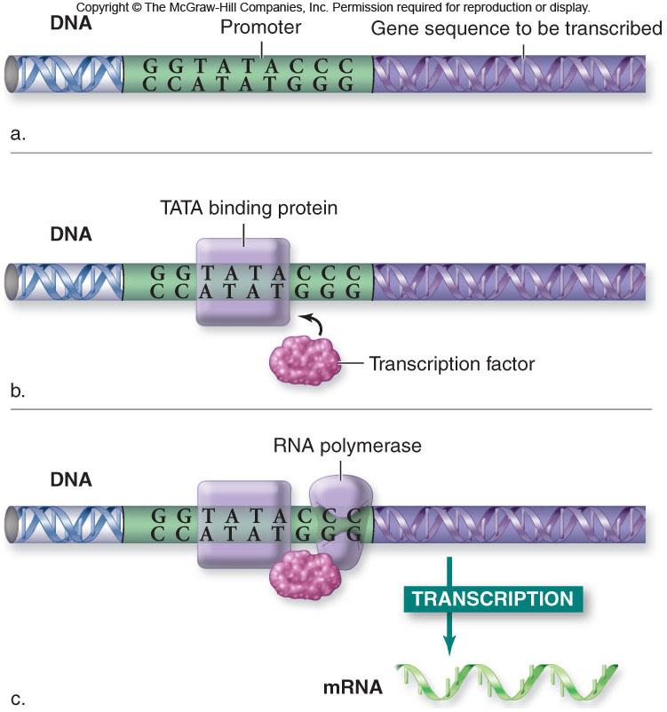 Here s a way oversimplified view of how a transcription factor works.