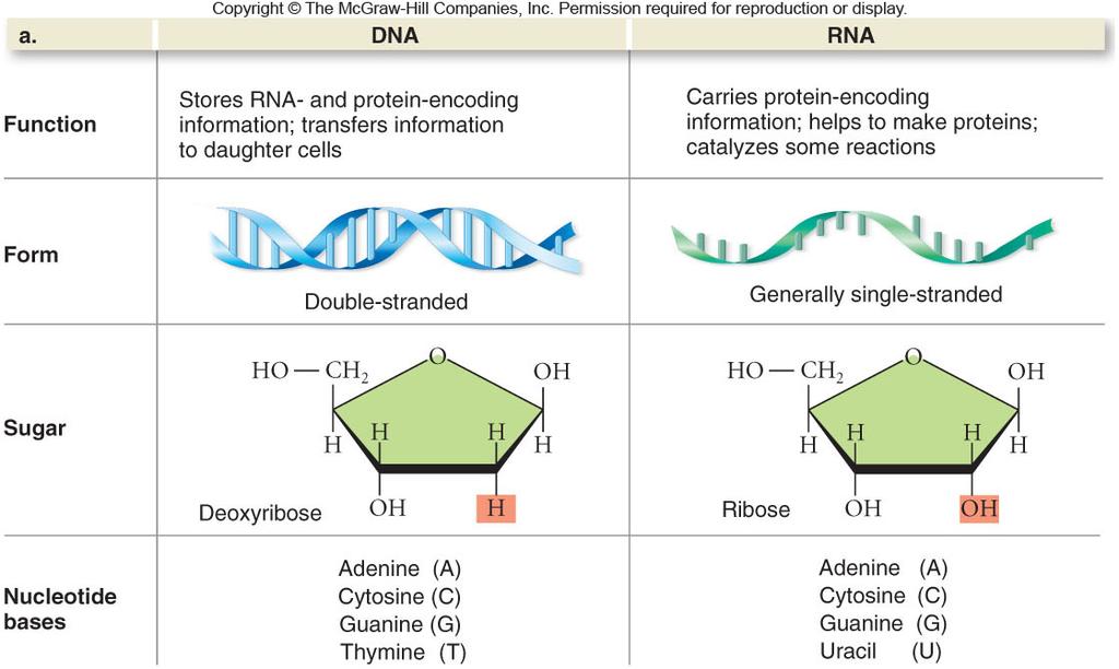 Remember the two types of nucleic acid: DNA