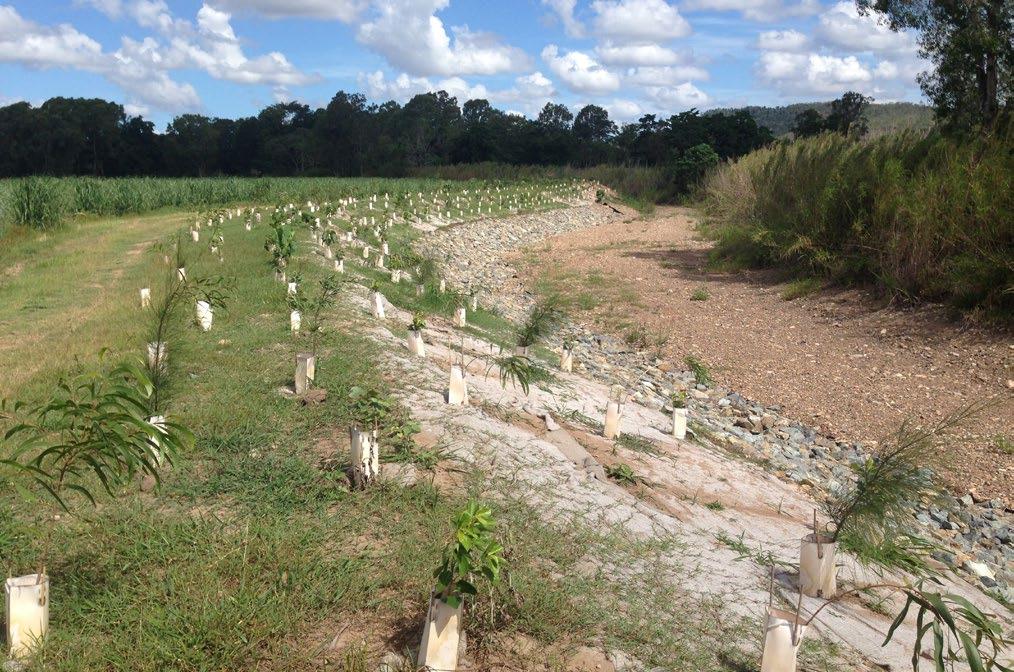 THE SECTIONS WITH ESTABLISHED VEGETATION REDUCED EROSION RATES BY 80-95% DUE TO THE STRUCTURALLY DIVERSE VEGETATION. WHAT S HAPPENING AT THIS SITE?