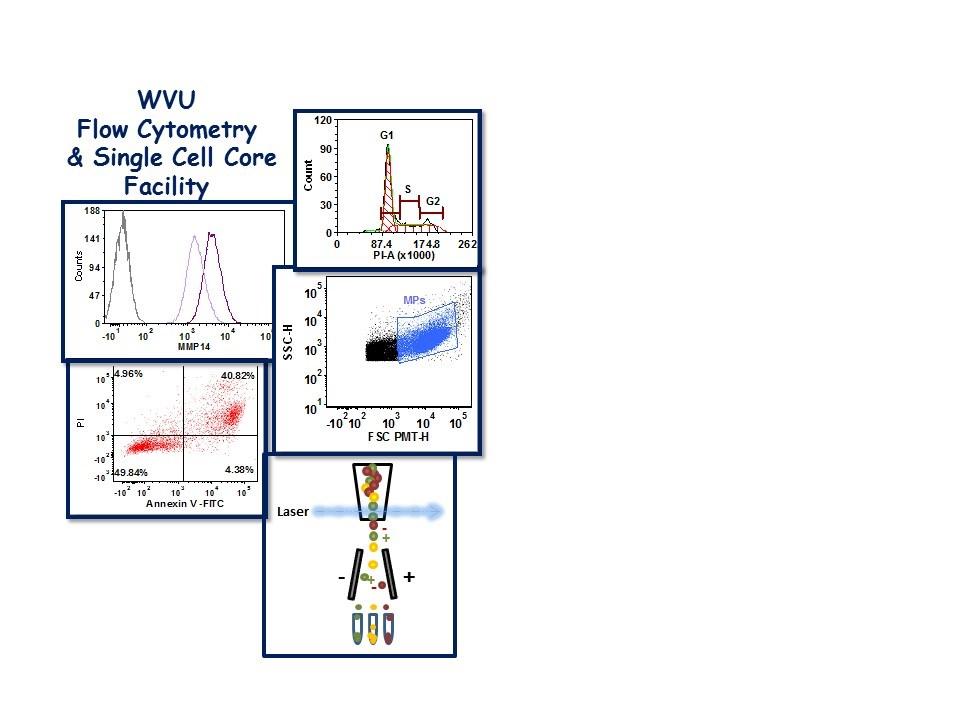 WVU FLOW CYTOMETRY & SINGLE CELL CORE FACILITY Newsletter Volume 4, issue 2 January 2018 Helpful Hints for Proper Gating of Flow Cytometry Data Inside this Issue 1-2 Helpful Hints for Proper Gating
