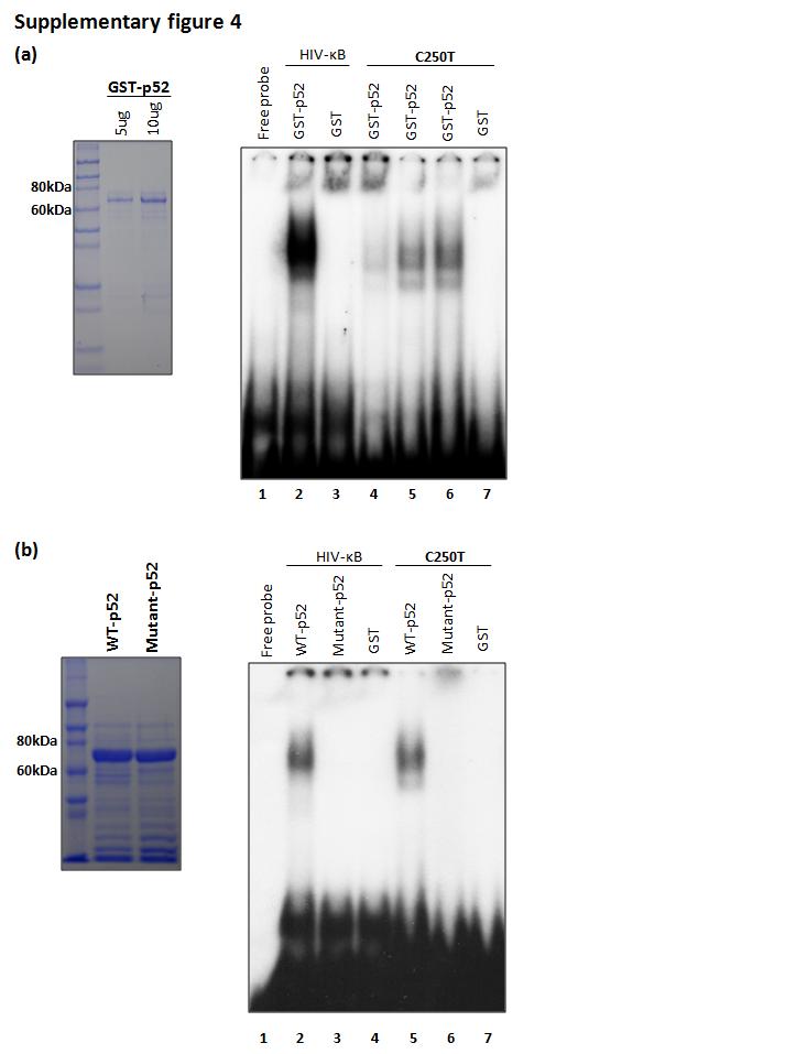 Supplementary Figure 4 Purified p52 protein binds C250T TERT promoter through its Rel homology domain.