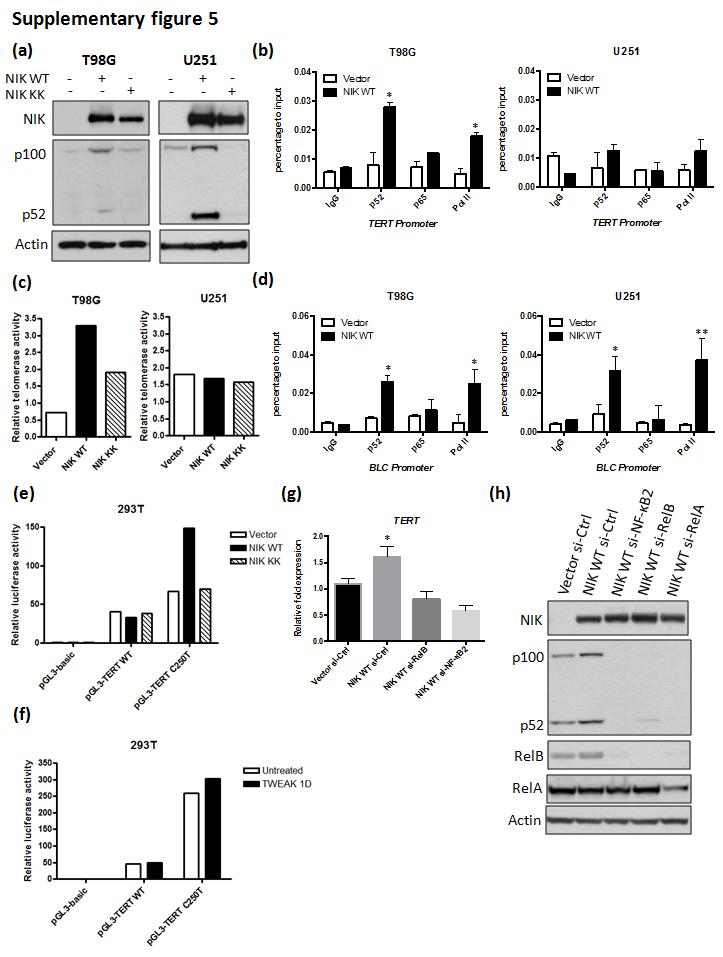 Supplementary Figure 5 Constitutive expression of NF-κB-inducing kinase (NIK) results in transcriptional activation of C250T TERT promoter, which promotes the telomerase activity of GBM cells.