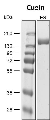 MEXi was successfully tested for different recombinant proteins (up to 318 mg/l) and