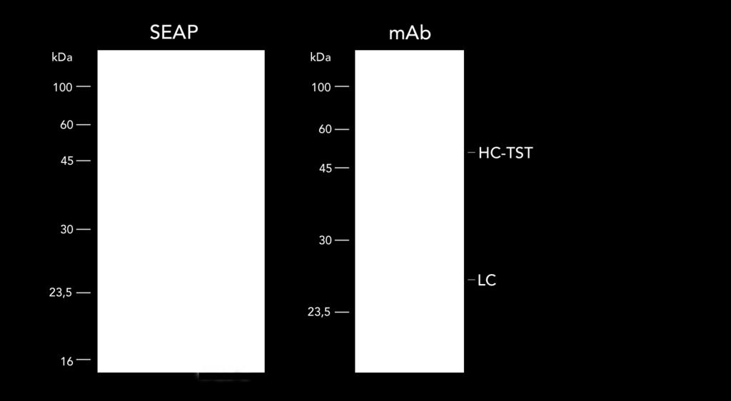 SEAP (143 mg/l) mab (96 mg/l) customer protein (318 mg/l) marker, supernatant (line 1) and