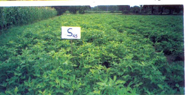 Regular use of 40 kg S ha -1 to soybean, groundnut, mustard, gobi sarson, raya, safflower, castor, and 20 kg S ha -1 to sesame, linseed, niger was found