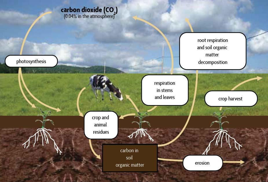 the Carbon Cycle Source: