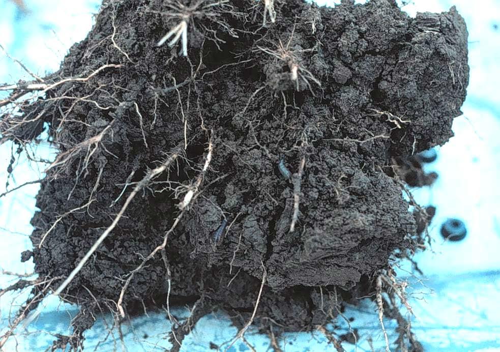Aggregate Stability & Soil Health Influenced by