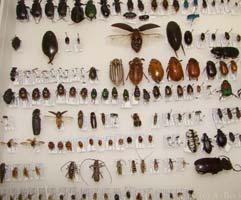 Psocoptera 1 Hemiptera 1-10 Thysanoptera 1 Coleoptera 1-20 Hymenoptera 1-5 Diptera (larvae) 10 Acari 20 Araneae 1-5 Palpigradi 20