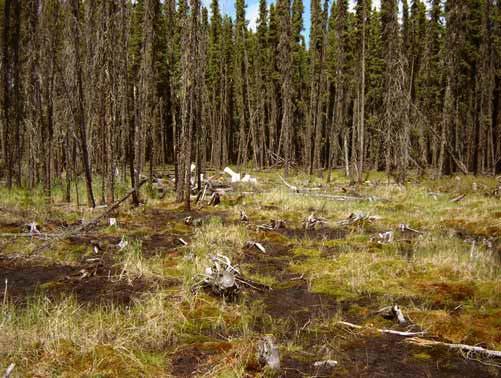 Site of crude oil spill in 1989 Swan Hills bog in Northern Alberta water table of 5-15 cm ph 4.