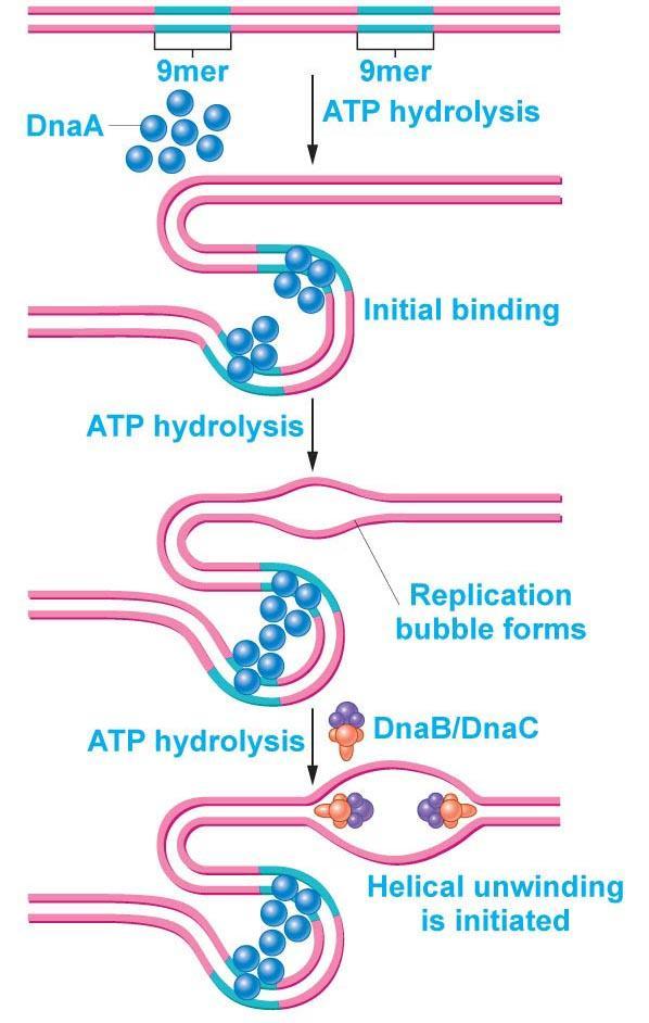 DNA Replication Unwind & denature double helix Helicases Unwind,