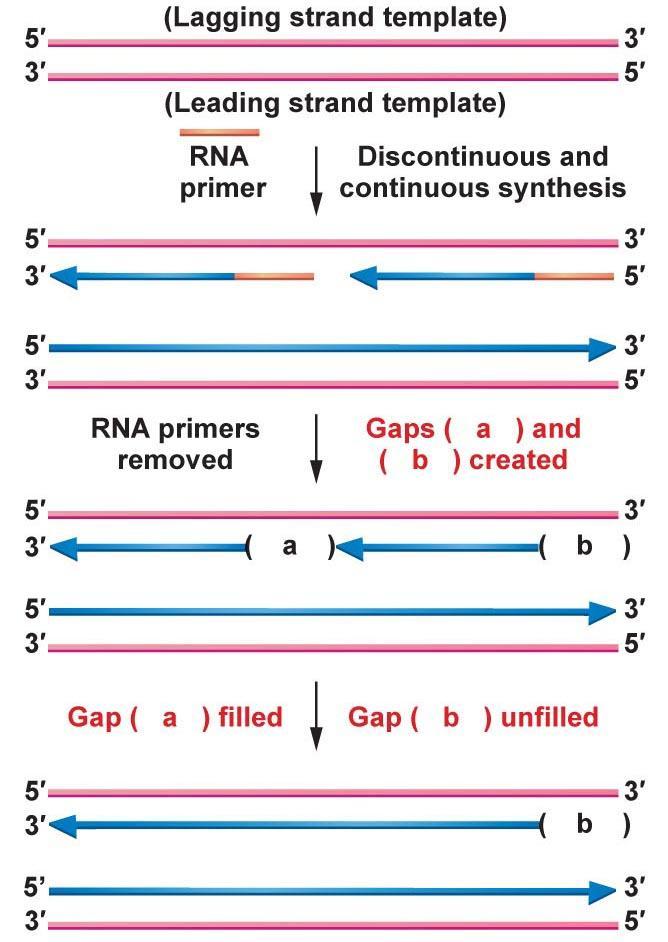 Replication of Eukaryotic DNA Replication problems at ends (telomeres) of linear chromosomes RNA primer at terminal end Once removed, no 3 -OH available for